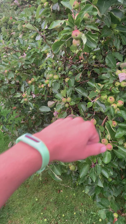 Myggarmband – Naturligt skydd mot mygg!